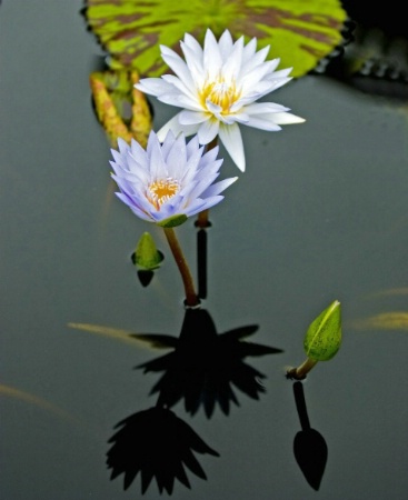 Water Lilies And Reflections 2