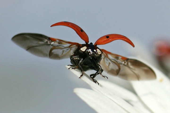 A ladybirds wingspan
