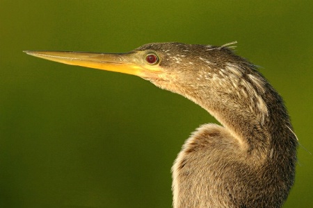 "Female Anhinga"