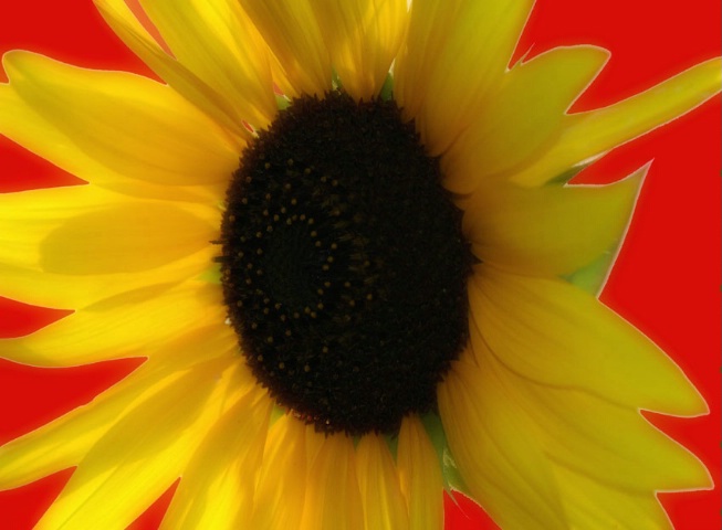 A Zacker Kind of Sunflower