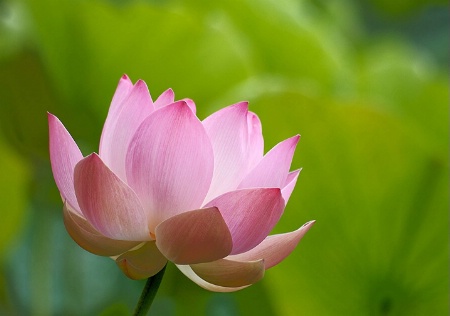 The Lotus