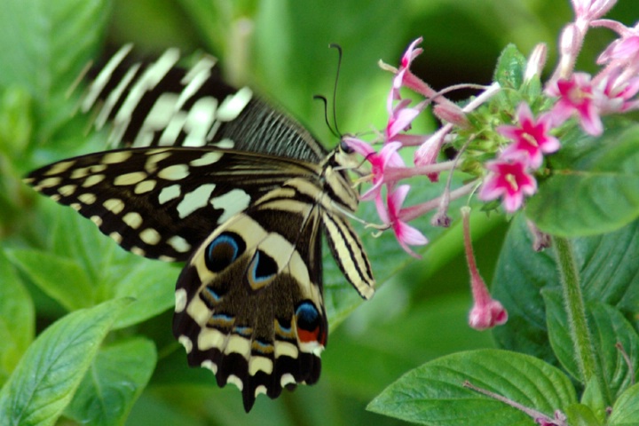 Butterfly Flight