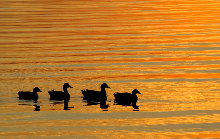 Ducks in a Row