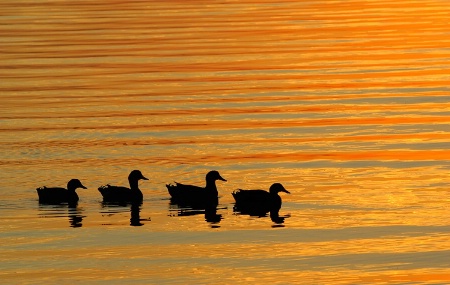 Ducks in a Row