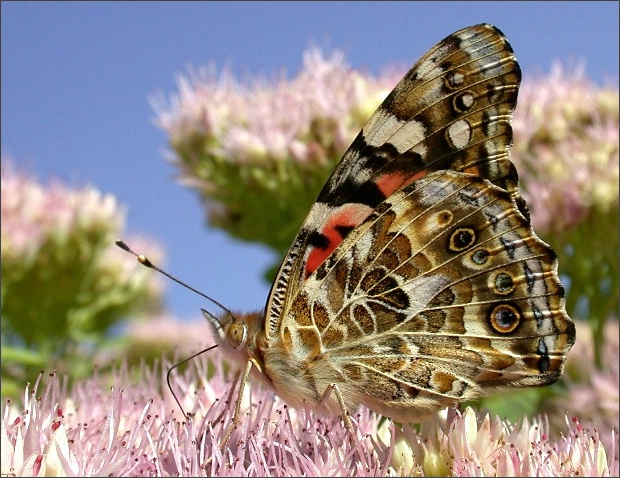 "Painted Lady"