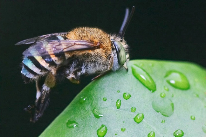 strange bee