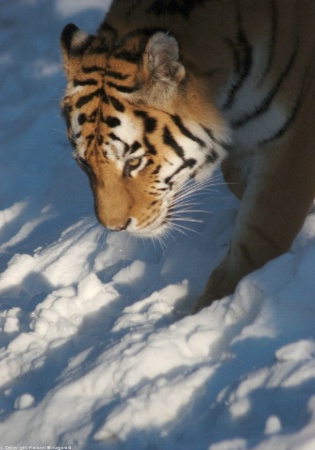 Lesson 2 - The Extra Click - Tiger in the Snow