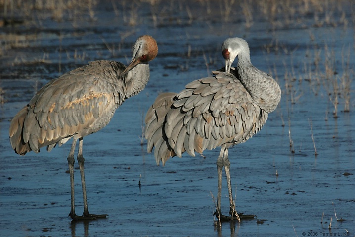 Preening