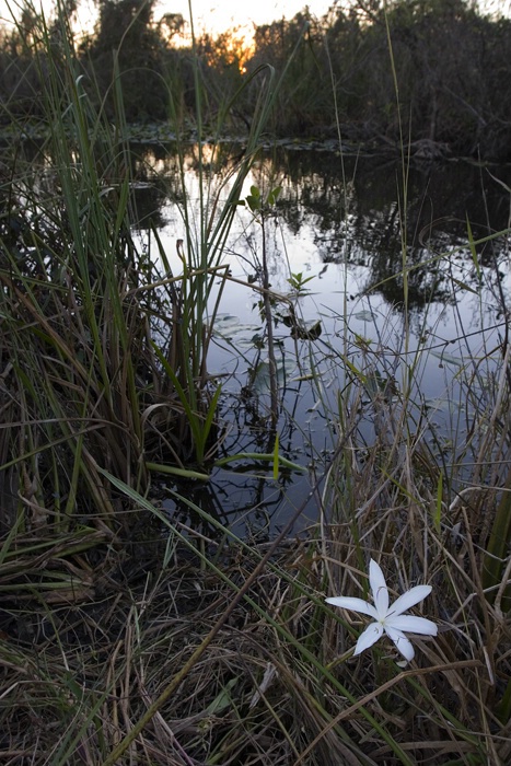 Wildflower in Everglades National Park