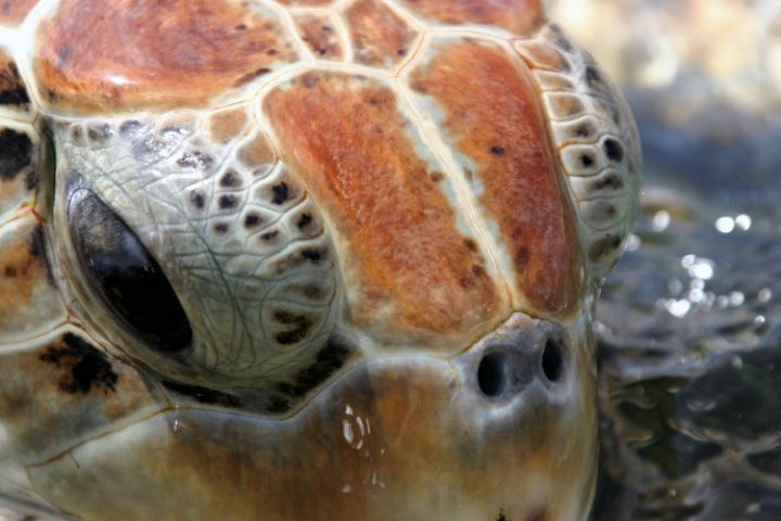 Sea Turtle 