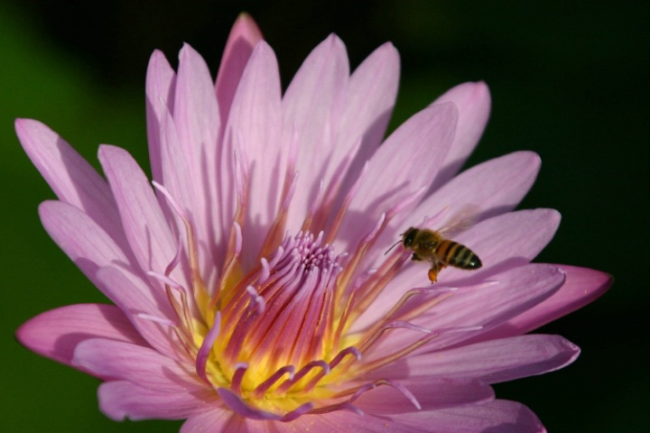 Water Lily with Bee