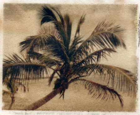 Palm Tree at Punta Cana Transfer
