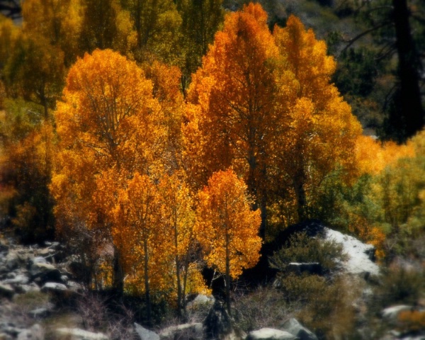 Fall Meadow