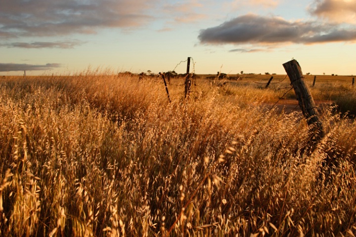 Wheat, weeds and broken fences