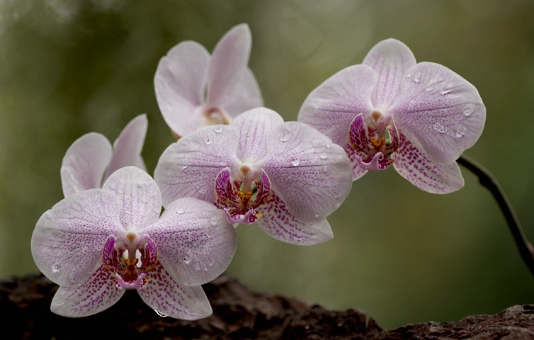 Orchid Scape