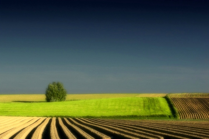 The lonely tree