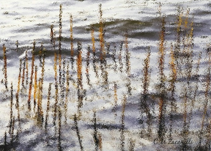 Reeds in Water, Shell Beach Rd, Guilford CT.