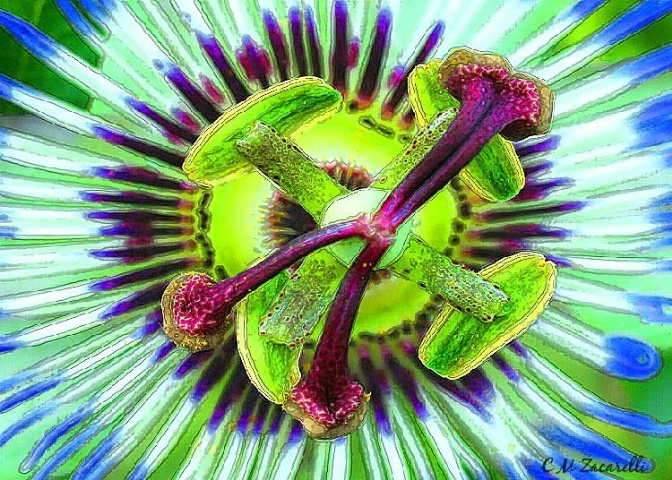 Passion Flower Abstract