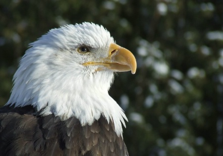 Bald Eagle