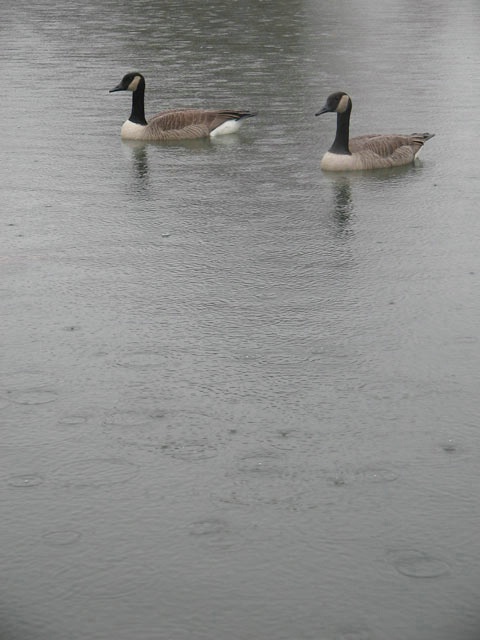 Geese in the rain