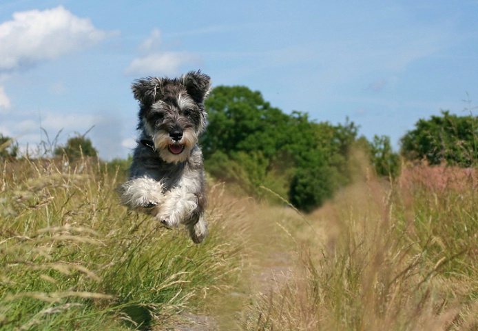 Joy of running