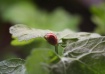 ladybug naptime