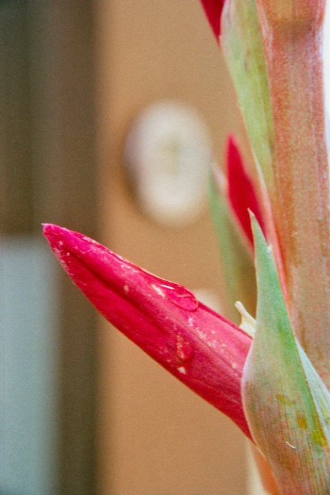 Budding flower