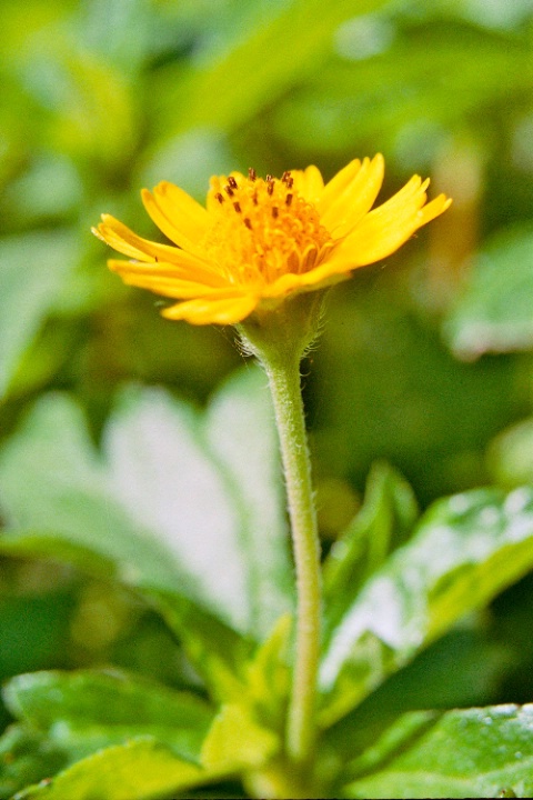 Yellow Flower