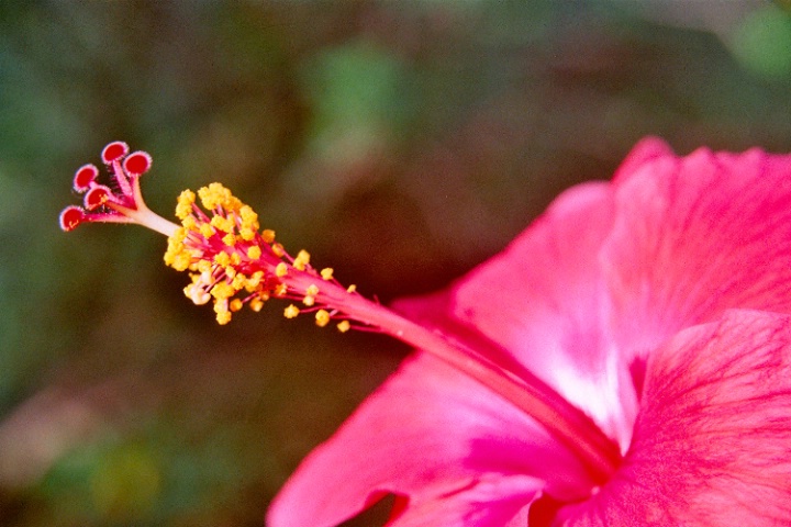 Just a hibiscus