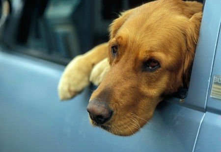 Forlorn Retriever