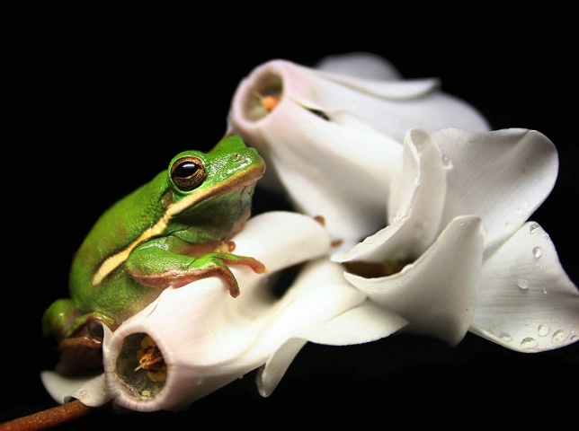 Green tree frog