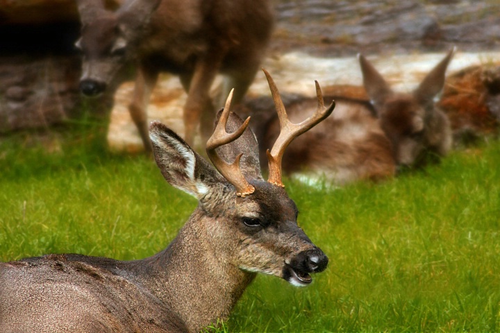 The Deer Family Portrait