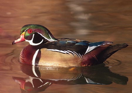 Wood Duck