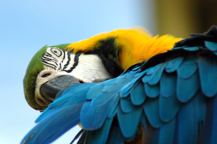 Blue and Gold Macaw (revised)