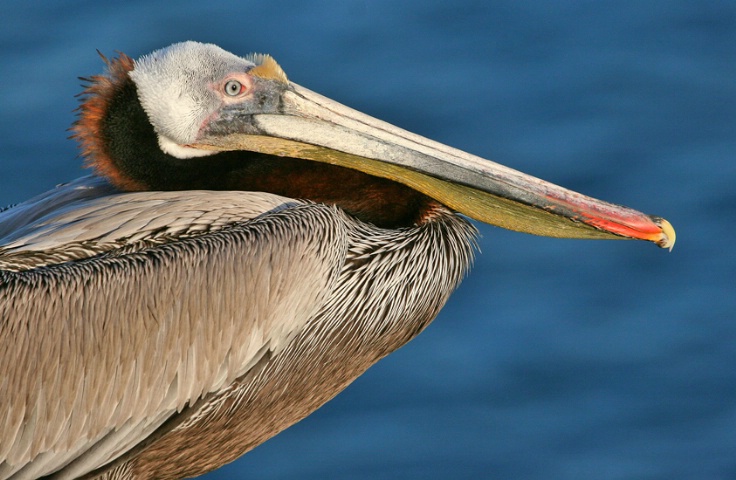 Pelican Profile