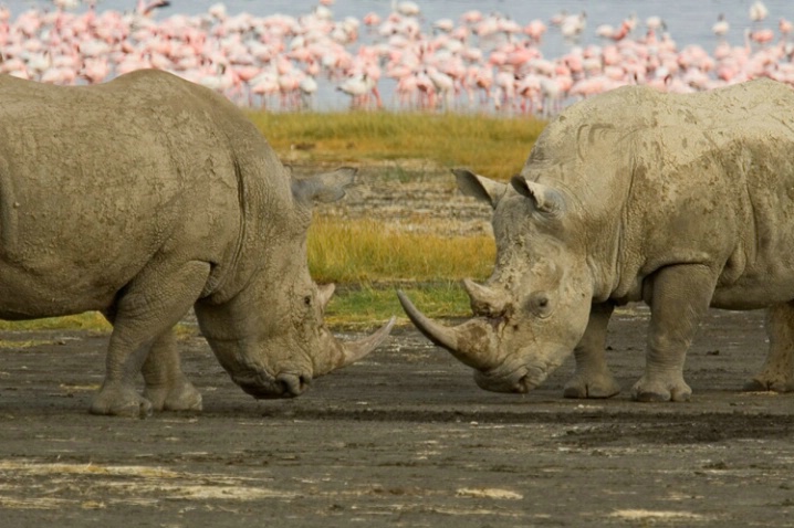 Sparring White Rhinos - ID: 1695355 © James E. Nelson