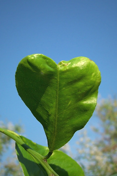 Green Heart!