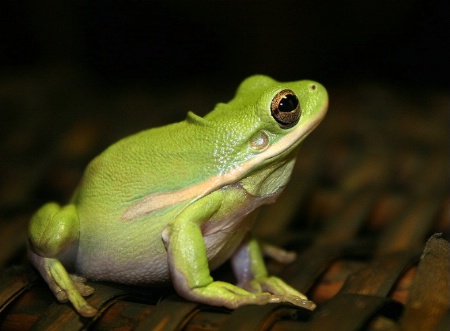 One fat green frog