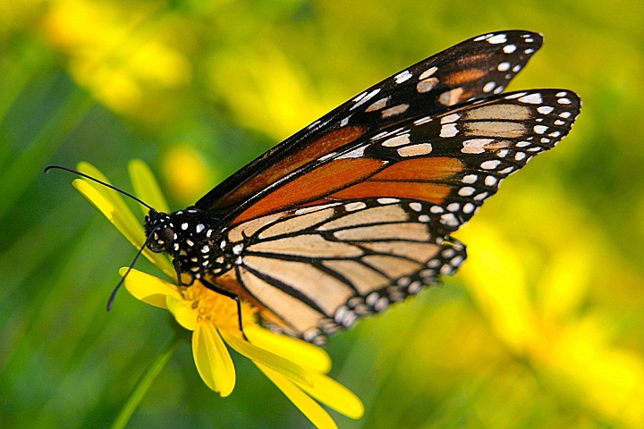 Coming Up Daisies