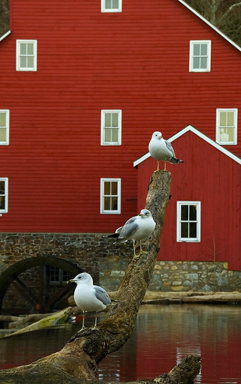 Birds By the Mill