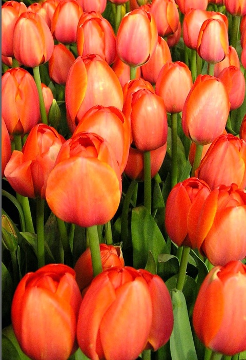 The orange