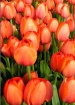 The orange