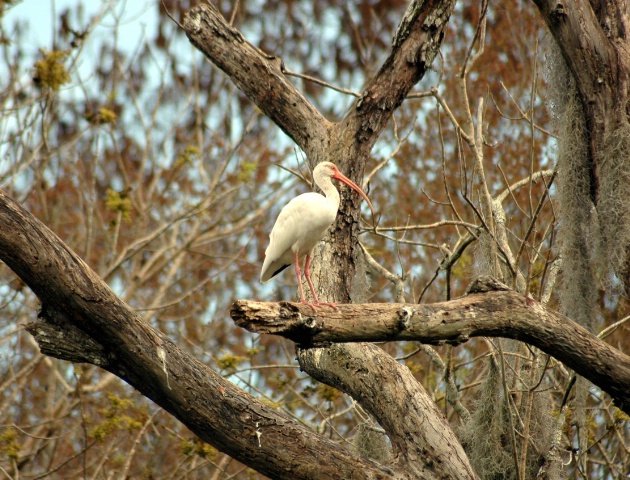 Bird on A Branch