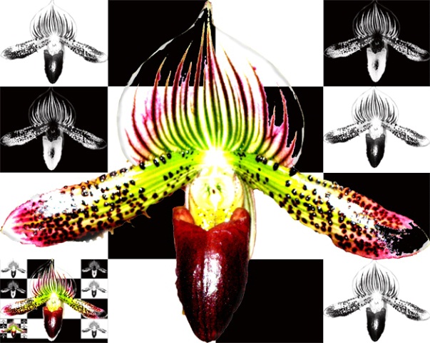 Babushka Checkerboard Orchid (for Emile)