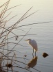 Egret in reeds