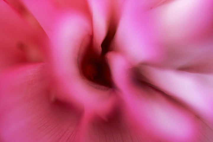 A Swirl in Pink