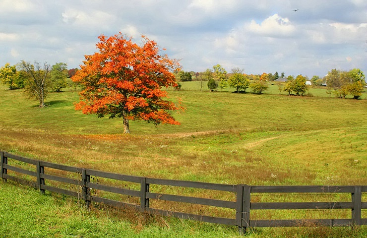 Autumn Splendor