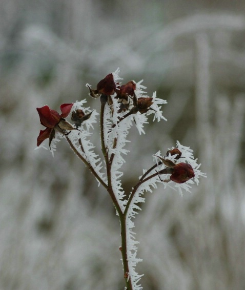a touch of frost