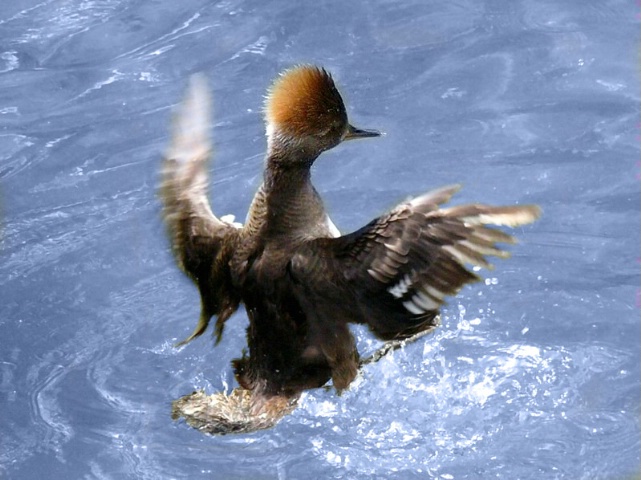 The Upset Duckling