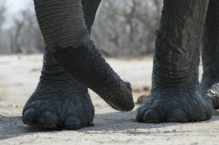 Elie feet - ID: 1709316 © Ann E. Swinford